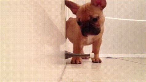 Share a gif and browse these related gif searches. One Week With A French Bulldog