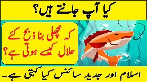 There are some texts that say eat only scaled fish, others that say whatever is in the sea you can eat. Why Fish is Halal Without Slaughtering? | Urdu Hindi ...