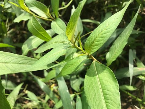 The english name for it is most probably vietnamese mint but i am not really sure because the real vietnamese mint is maybe slightly different but still belongs to the same family. Daun kesum - InfoSantai