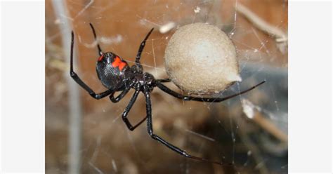 Black widows thrive in temperate climates, so they are most common in the south and the black widow is famous for its name, given because the female spiders are known to kill and eat males sometimes after mating. SPIDER IS WIRED FOR ATTACK IF PROVOKED-JODI & SPIDER ALIKE ...