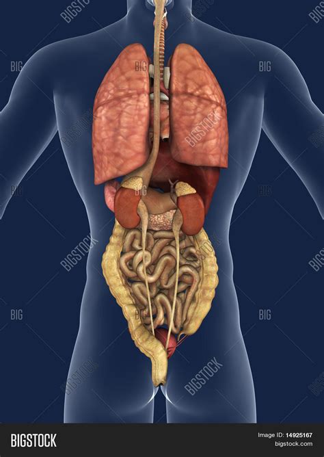 An organ is a collection of tissues that have a specific role to play in the human body. Internal Organs Back View Image & Photo | Bigstock