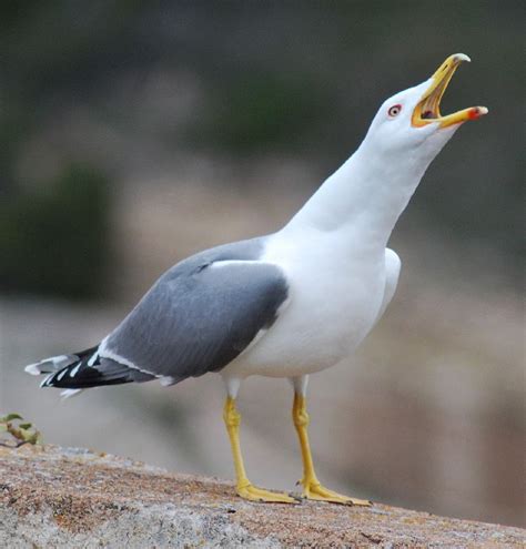 Un goéland dérobe un paquet de chips dans une sandwicherie. Goeland | Sea birds, Wild birds, Animals