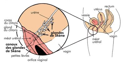 Notre dictionnaire de citations vous propose plus de 30.000 citations triées par thèmes et par auteurs. Femme fontaine - L'origine de l'éjaculation féminine
