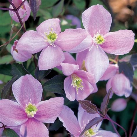 Rubens is a pinkish form of the usual white clematis montana. Clematis montana var. rubens Odorata