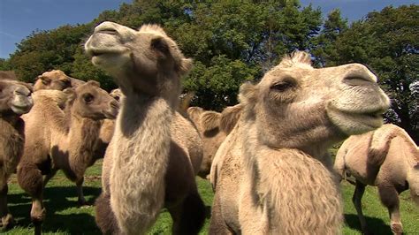 I could really go for a sideways sloppy joe or a tuna casserole baby don't you know. What do you do when you have too many camels? - CBBC Newsround