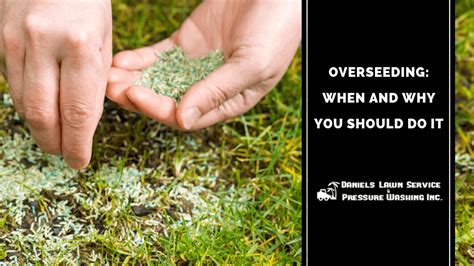 Never overseed any lawn in the summer. Overseeding ‒ When and Why You Should Do It over seeding ...