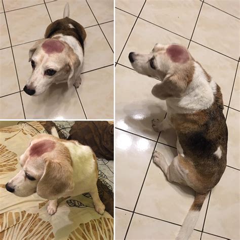 This allows the natural oils that are secreted during this time to act as a barrier against irritation and helps in the first step in dyeing your hair silver is bleaching it. My Sis accidentally got dye on our dog Lassie's head while ...