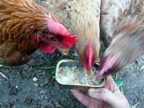 Questo nonostante continui a somministrare loro un buon mangime per ovaiole, arricchendo la dieta con gusci d'ostrica sminuzzati, erbe e verdure. Le avventure della mia fantasia: Cosa mangiano le galline ...