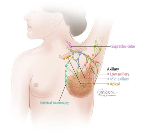 The chest is the area of origin for many of the bodys systems as it houses organs such as the heart esophagus trachea lungs and thoracic diaphragm. Diagram Of Female Chest : Frontal View Of Female Chest And ...