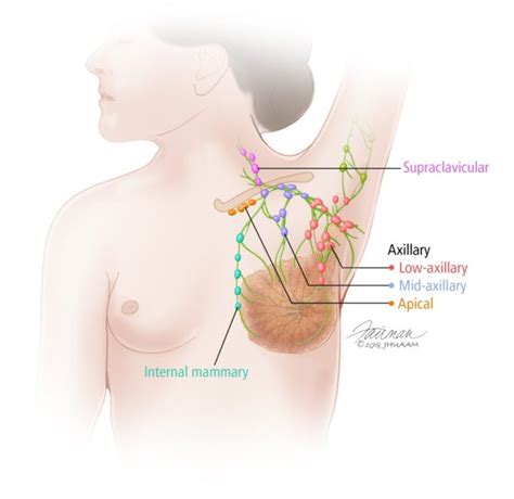 Maybe you would like to learn more about one of these? Diagram Of Female Chest : Frontal View Of Female Chest And ...