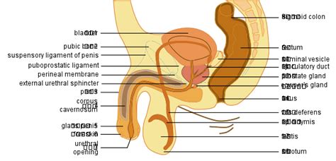 Human male anatomy, internal organs alone, full respiratory and. Gender and Biology | Boundless Sociology