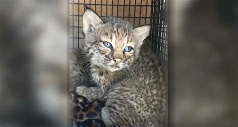We are hard at work advertising all over the internet and growing a big social network. Texas Family Takes in Bobcat Kittens, Lies About It After ...