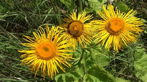 A number of these species (particularly helenium autumnale) have the common name sneezeweed. Inula helenium L. (oman pravý) - YouTube