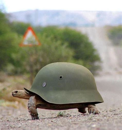 The shield was sometimes made of turtle shell. Turtle with a Helmet shell - Photo Manipulation - Tortoise ...