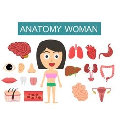 The first is to produce egg cells, and the second is to protect and nourish the offspring until birth. Female human anatomy internal organs diagram Vector Image