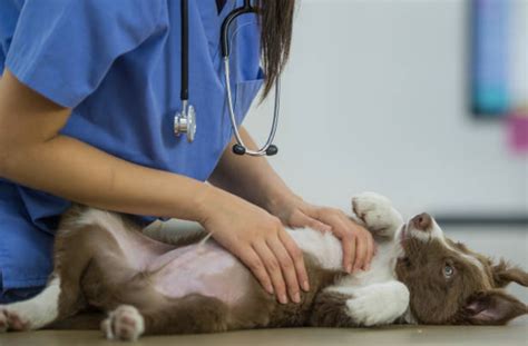Ambassador dog & cat hospital los angeles, ca 90004. Charitable Vet Care Services for the Homeless - Service ...