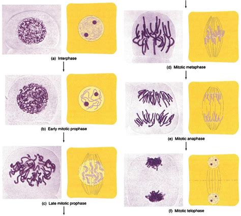 Maybe you would like to learn more about one of these? Plant Cells In Mitosis Labeled Diagram Answers - Arocreative