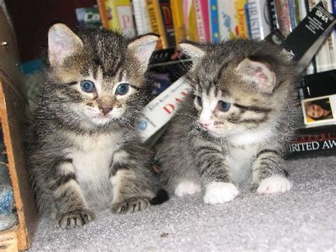 They do not normally open their eyes until after seven to ten days. Pictures of kittens