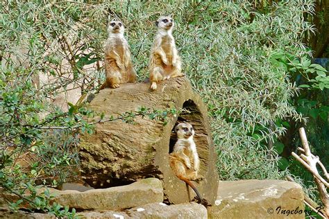 Ein paar tage werden sich besucher der zoom erlebniswelt in gelsenkirchen noch gedulden müssen. Erdmännchen - Zoom Gelsenkirchen Foto & Bild | tiere, zoo ...