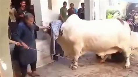 Day of eid ul adha 2020. Professional qasai and full dangerous heavy cow Qurbani ...