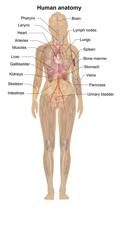 Body layout organs diagram vital organs human body unique human and deer organ diagrams. Female Shadow Anatomy - Woman Diagram Body | Transparent ...