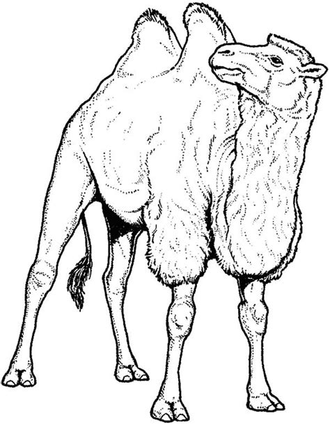 We all know what's cool about camels… those humps! Pin on Bactria Camel Coloring Pages