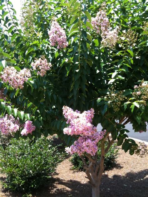 Maine, south to georgia and alabama, and north to iowa, minnesota and wisconsin. Flowering trees thrive in Georgia's hot humid climate. We ...