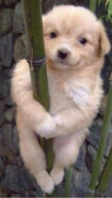 Check spelling or type a new query. Pole dancing puppy. | Cute animals, Animals, Cute dogs