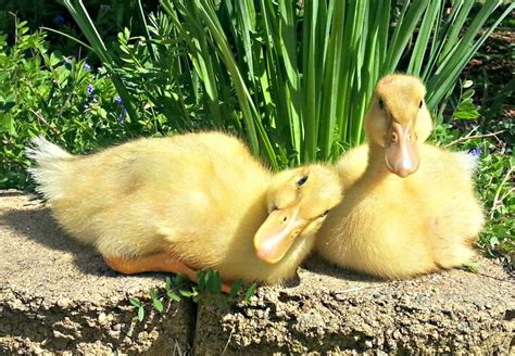 No matter how your dog escapes the yard, there make the yard their happy place. 10 Facts About Ducks: Are Ducks the New Chickens ...