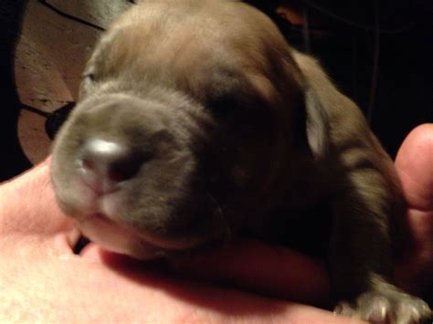 Features and shout outs available. Thorn...2 week old pitbull/French bulldog mix | Bulldog ...