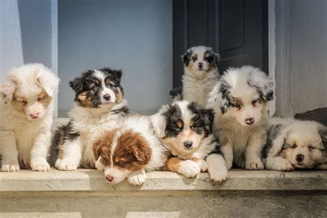 We did not find results for: Only Fans: Who is Jenna Phillips? Meet the puppy ...