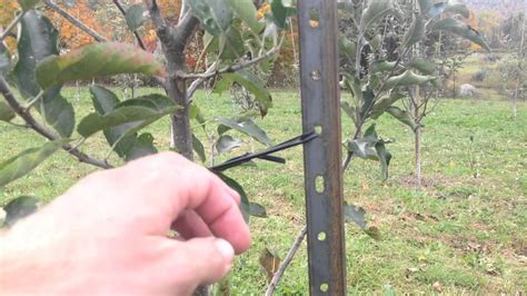 Should you stake a tree or not. Tying fruit trees to stakes (With images) | Fruit trees ...