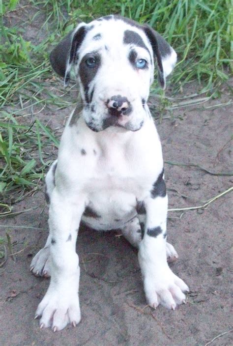 Maybe you would like to learn more about one of these? Dalmatian | Dane dog, Great dane puppy, Cute animals