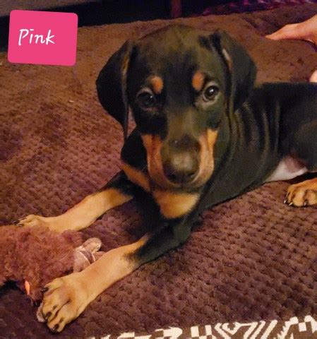 When a new litter is born the information will be post below this message. Doberman Pinscher puppy dog for sale in Springfield, Illinois