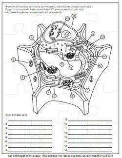 The ask a question area lets students or teachers pose questions to biologists, who strive to provide answers within 72 hours. Plant Cell Diagram | Interactive science notebook, Plant ...