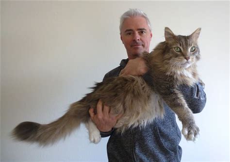 Stuart pimm has realized that lion and cheetah money given to a person or group of people to carry out a specific project or program. 19 of the most monstrously large pet cats ever