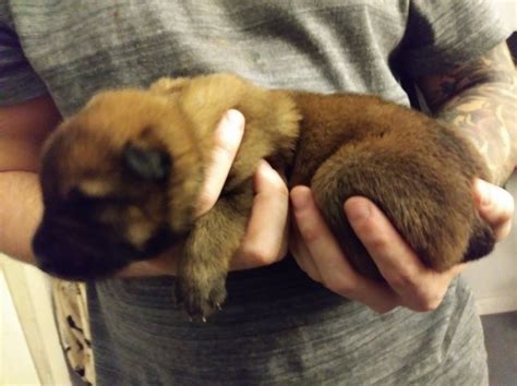 Introducing another top quality german shepherd puppy from westview kennel, in partnership. German Shepherd Dog puppy dog for sale in Orleans, Indiana