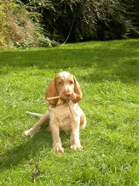Search through thousands of bracco italiano dogs adverts in the usa and europe at animalssale.com. Segugio Italiano Puppies - Puppy Dog Gallery
