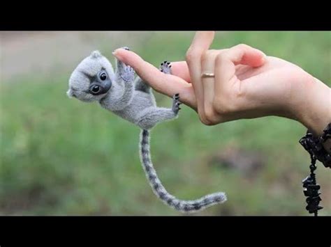 If you're looking for a something a little out of ordinary for a pet, you've come to the right place! 10 Cutest Exotic Animals You Can Own as Pets - YouTube