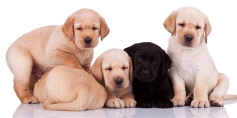 Excellent quality lab puppies in all colors. Labrador Growth Chart | Lab Puppy Weight Chart & Height Chart