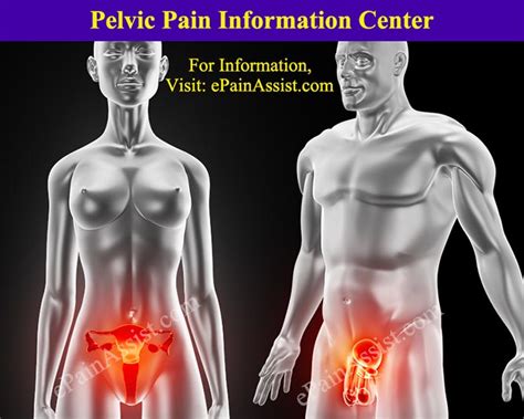 The small and large intestines occupy all the lower abdomen. Pelvic Pain Information Center|Genitofemoral Neuralgia|Perineal Pain|Groin Pain
