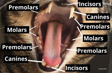 See full list on thepetnow.com Cat Dental Health and How to Help Keep Cat's Teeth Clean ...