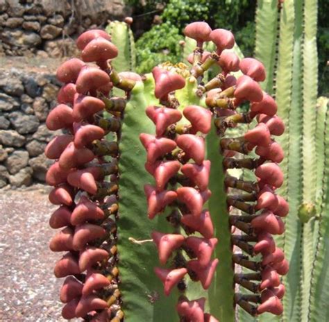 Green cactus pears, botanically classified as a part of the genus opuntia, are the annual edible fruits that grow on the edges of the flat pads of the cactus and are members of the cactaceae or cactus family. The cactus types and succulents that grow in Tenerife in ...