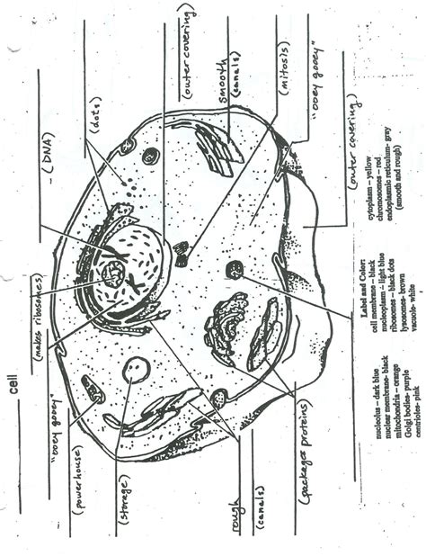 Many different animal cells have shorter cell cycles than plant cells which helps them to make copies of themselves faster. Animal And Plant Cells Diagram Labelled