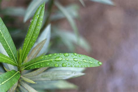Doch was, wenn er nicht mehr blüht? Oleander blüht nicht » Woran kann das liegen?