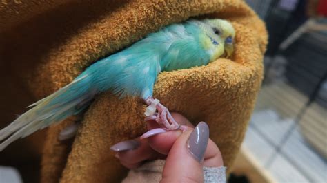 Das sind die absoluten mindestmaße. Neues Zuhause für gerettete Vögel - Linz