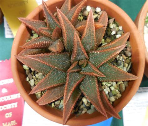 Sign up or log in now to post in forums. Burger's Onion: Massachusetts Cactus and Succulent Show
