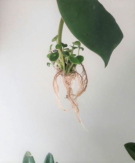 Select varieties, such as peperomia obtusifolia, can continue to grow in water. Water Propagation - Peperomia Jayde | Plants, Peperomia