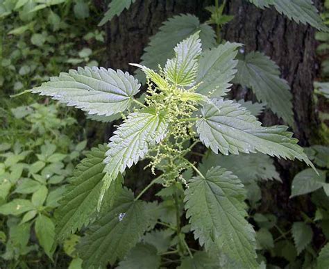 Learn to identify common weeds and determine if they are truly problematic. Quiz on Perennial Garden Weeds, Recognition and Identification