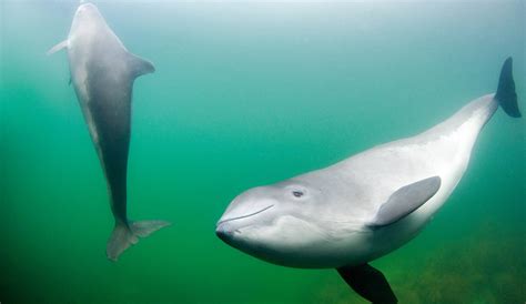 Hauptattraktion ist das 17,5 m lange skelett eines 1997 gestrandeten pottwals. Der Schweinswal im Fokus: Unter Dauerlärm in der Ostsee